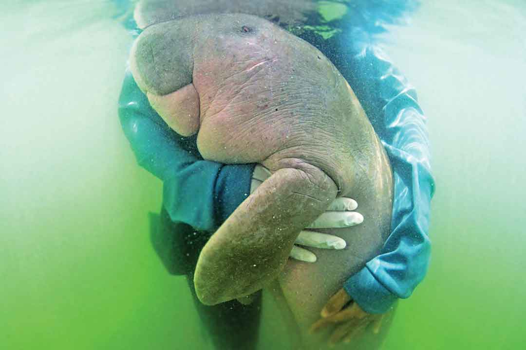 มาเรียม, Mariam the dugong